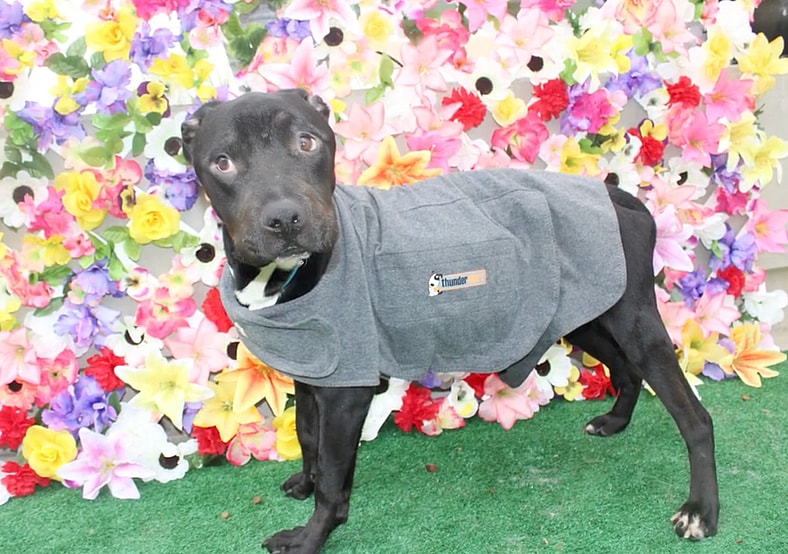 This Emaciated Dog Was Too Weak to Stand—Until a Stranger Gave Him a Name